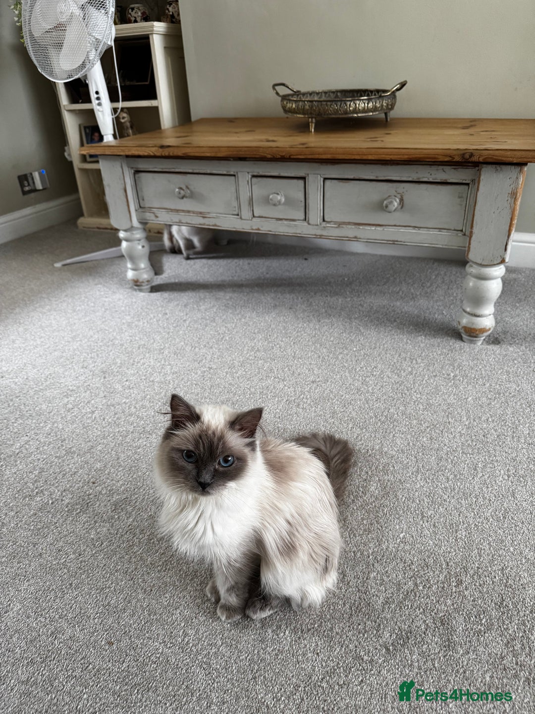 Birman cats for sale: Beautiful Birman Kittens - Image 13