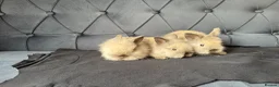 Mini Lop rabbits for sale: Baby mini lops and lion heads  - Advert 8