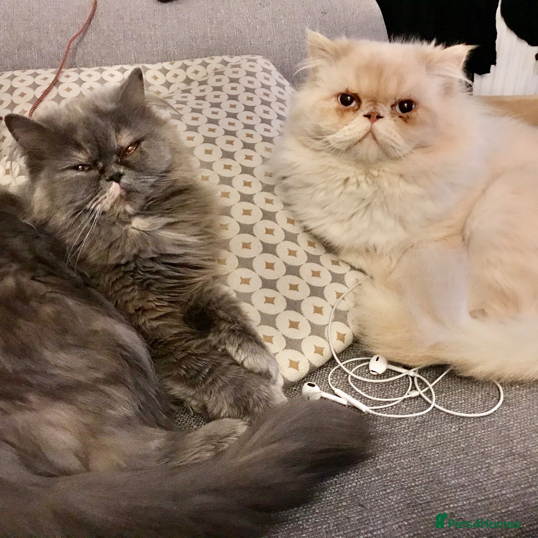 Persian cats Persians  - Advert 13