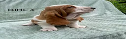 Basset Hound dogs for sale: Beautiful Basset Hound Puppies in Brecon - Advert 5