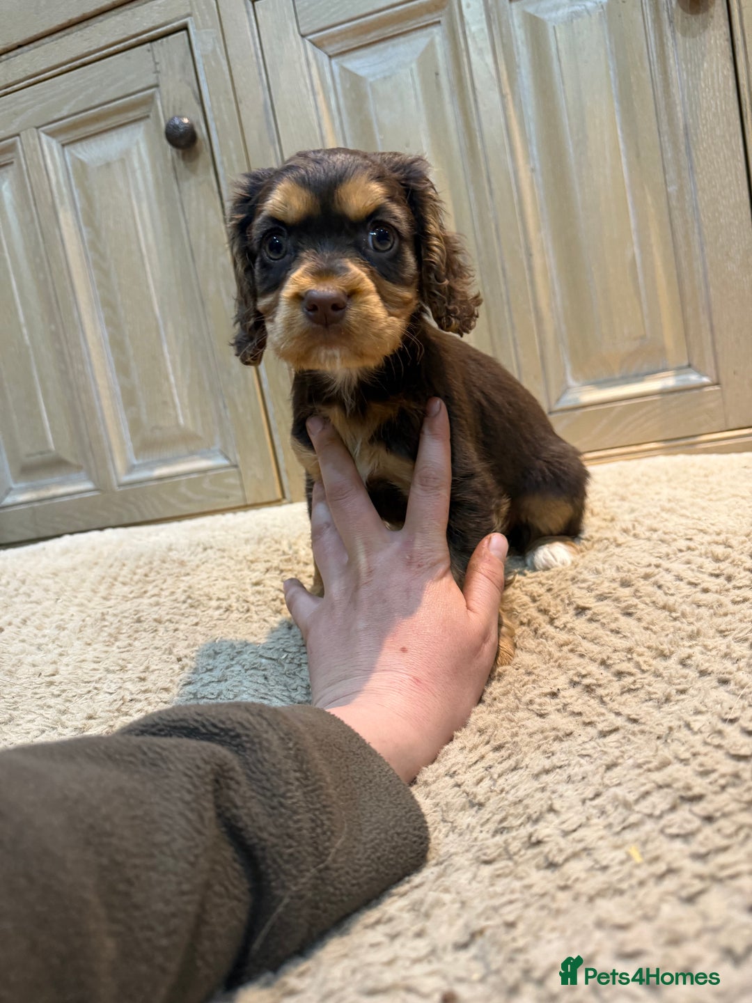 Cockalier dogs for sale: Beautiful health tested cockaliers - Advert 6