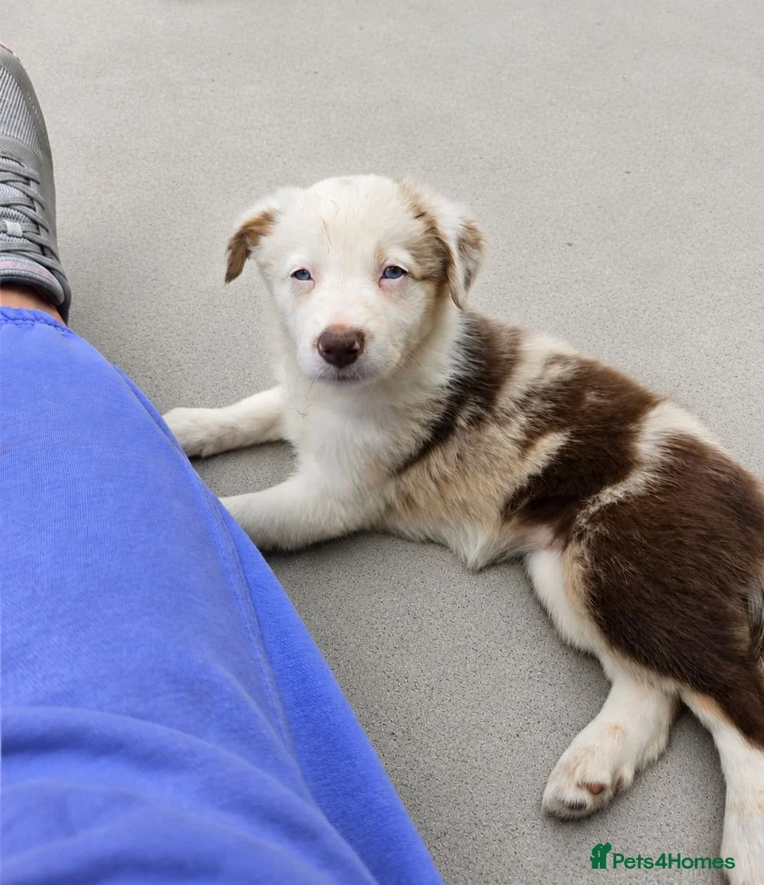 Border Collie dogs for sale: Border collie puppies - Advert 1