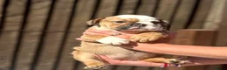 English Bulldog dogs for sale: ✨Purebred English Bulldog Pups✨ - Advert 7