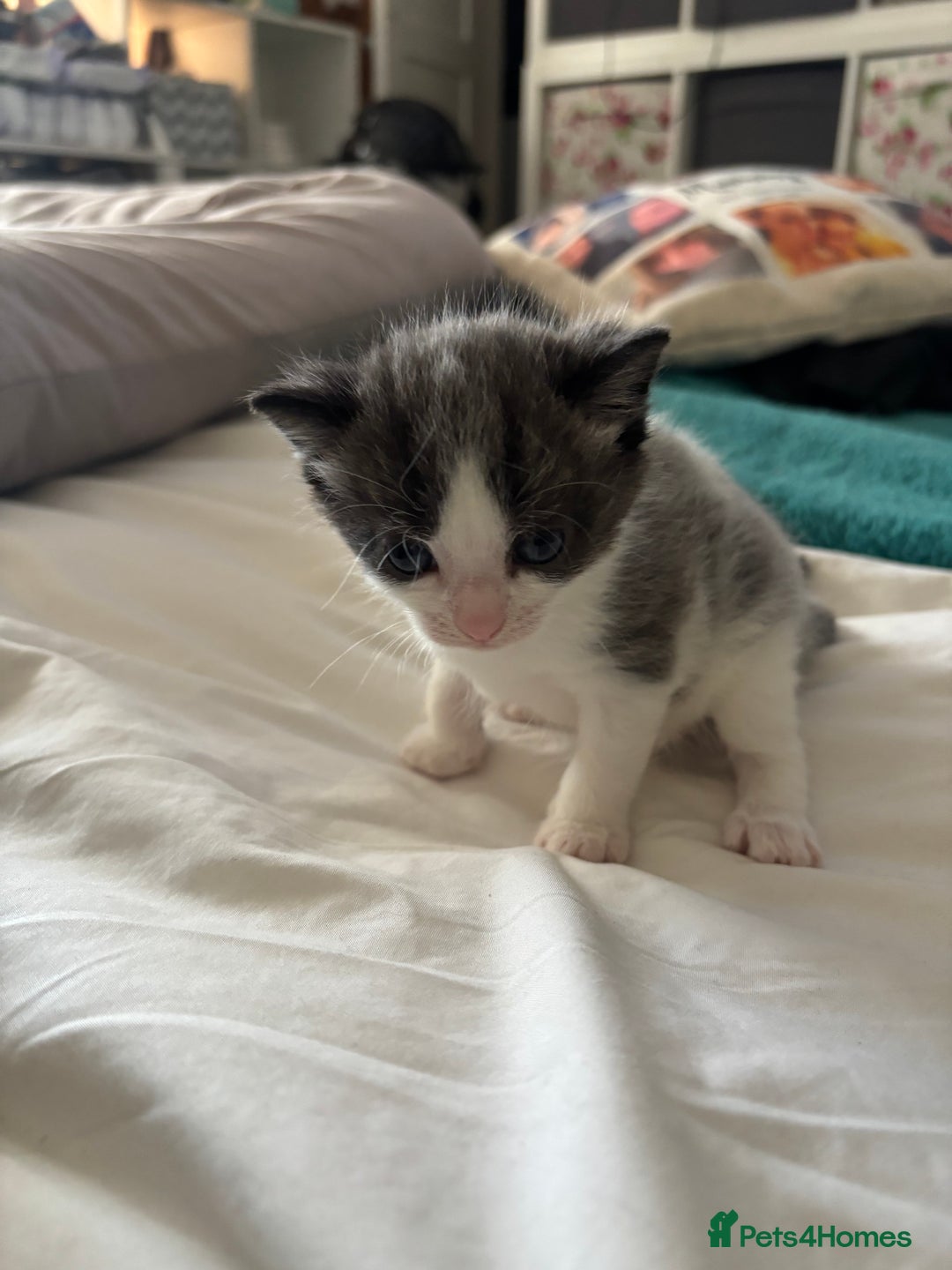 Mixed Breed cats for sale: Beautiful tabby x Ragdoll kittens for sale ! - Advert 21