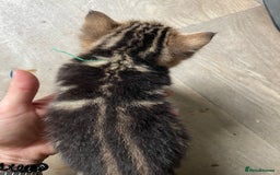 Bengal cats for sale: 9 BENGAL RAGDOLL X KITTENS - Image 27