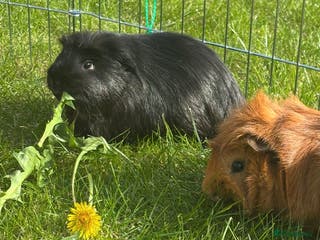 Guinea Pig rodents Stunning boar pair with all accessories - Advert 1