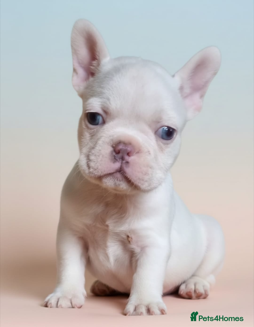 French Bulldog dogs Unique White French Bulldogs - Advert 15