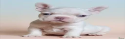 French Bulldog dogs for sale: Blue eyed White French Bulldogs - Advert 13