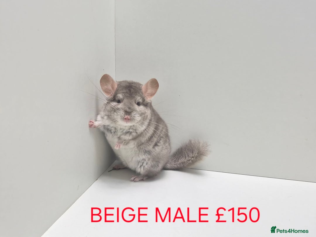 Chinchilla rodents for sale: STUNNING BABIES CHINCHILLA MIX COLOURS AND GENDER  - Advert 10