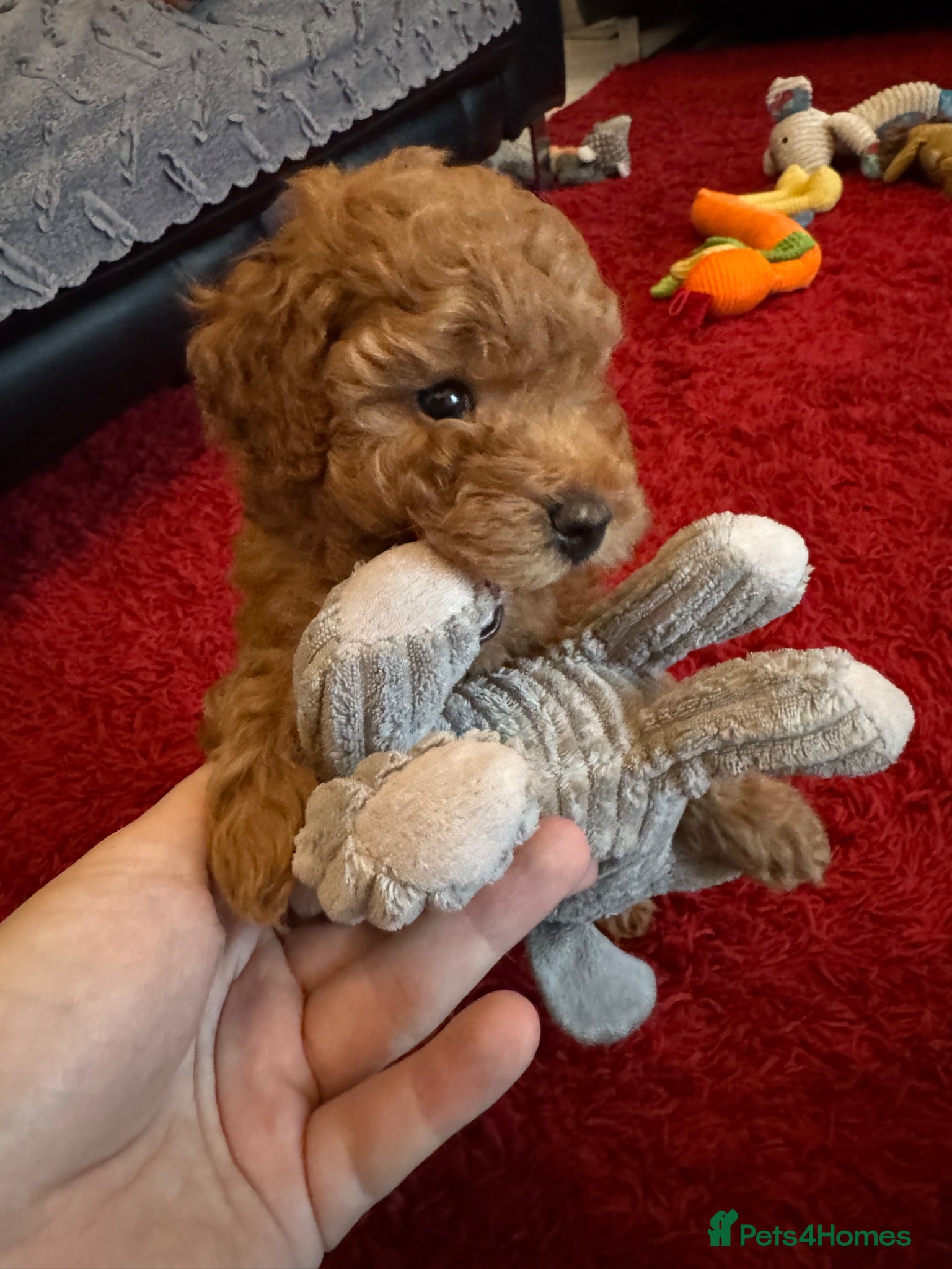 Miniature Poodle dogs Beautiful Miniature Poodle Puppies - Advert 2