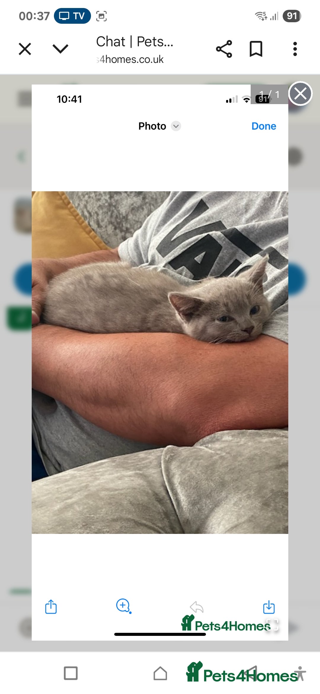 British Shorthair cats for sale: Rare lilac British Short Hair Kitten (Female)  - Image 6
