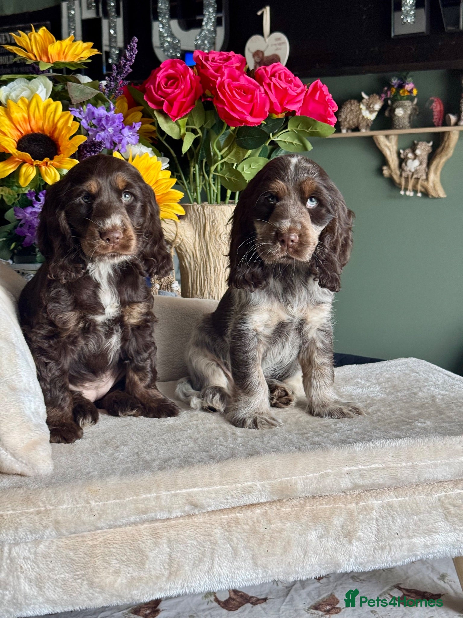 Cocker Spaniel dogs 2 left kc reg show cocker spaniel puppies - Advert 1