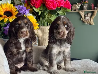 Cocker Spaniel dogs 2 left kc reg show cocker spaniel puppies - Advert 1