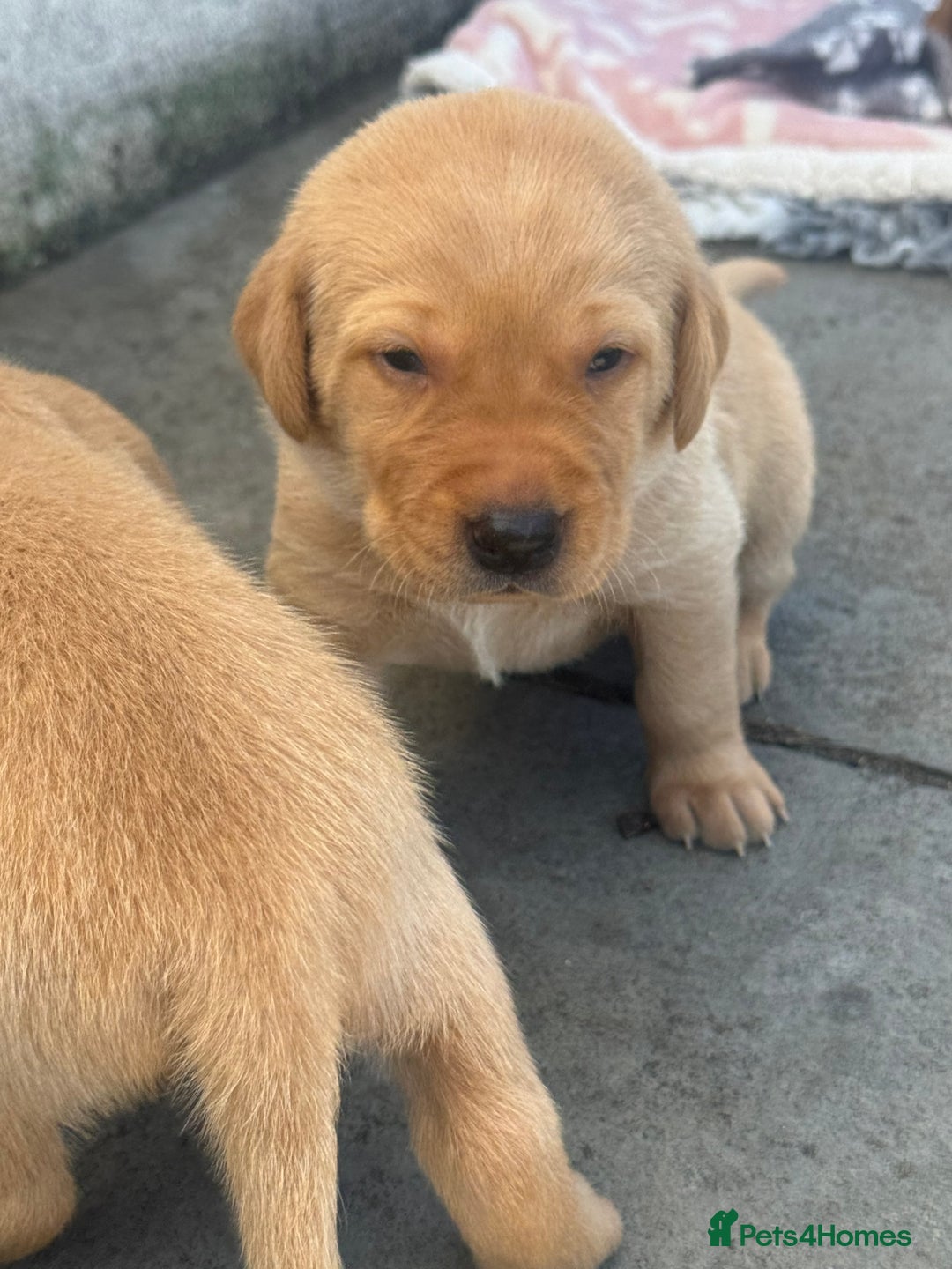 Labrador Retriever dogs for sale: Fox Red litter born 5th August - Image 5