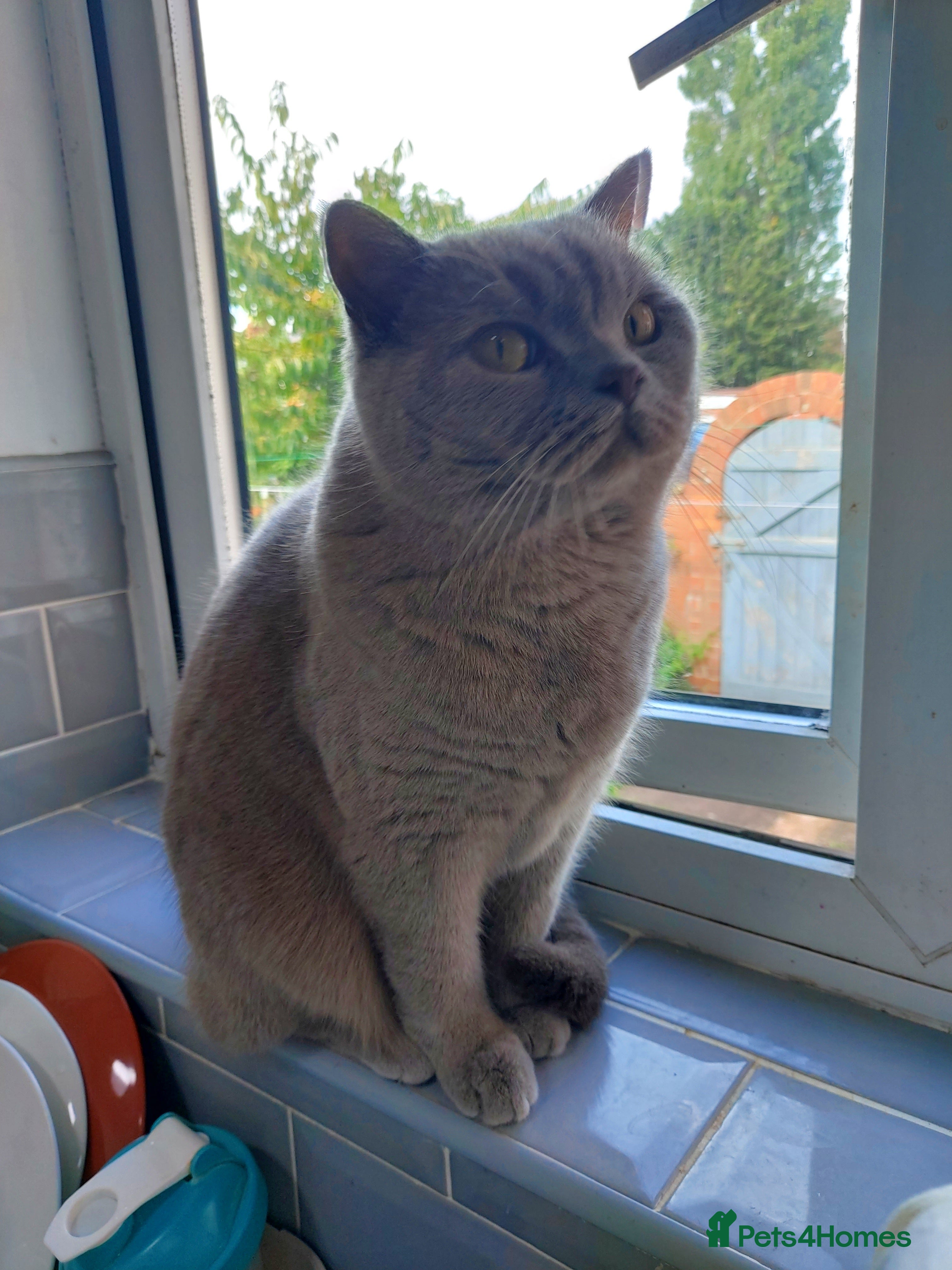 British Shorthair cats British shorthair lilac male - Advert 16