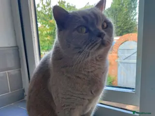 British Shorthair cats British shorthair lilac male - Advert 16