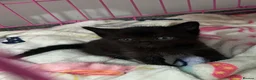 Mixed Breed cats for sale: Kittens x4 - Advert 6