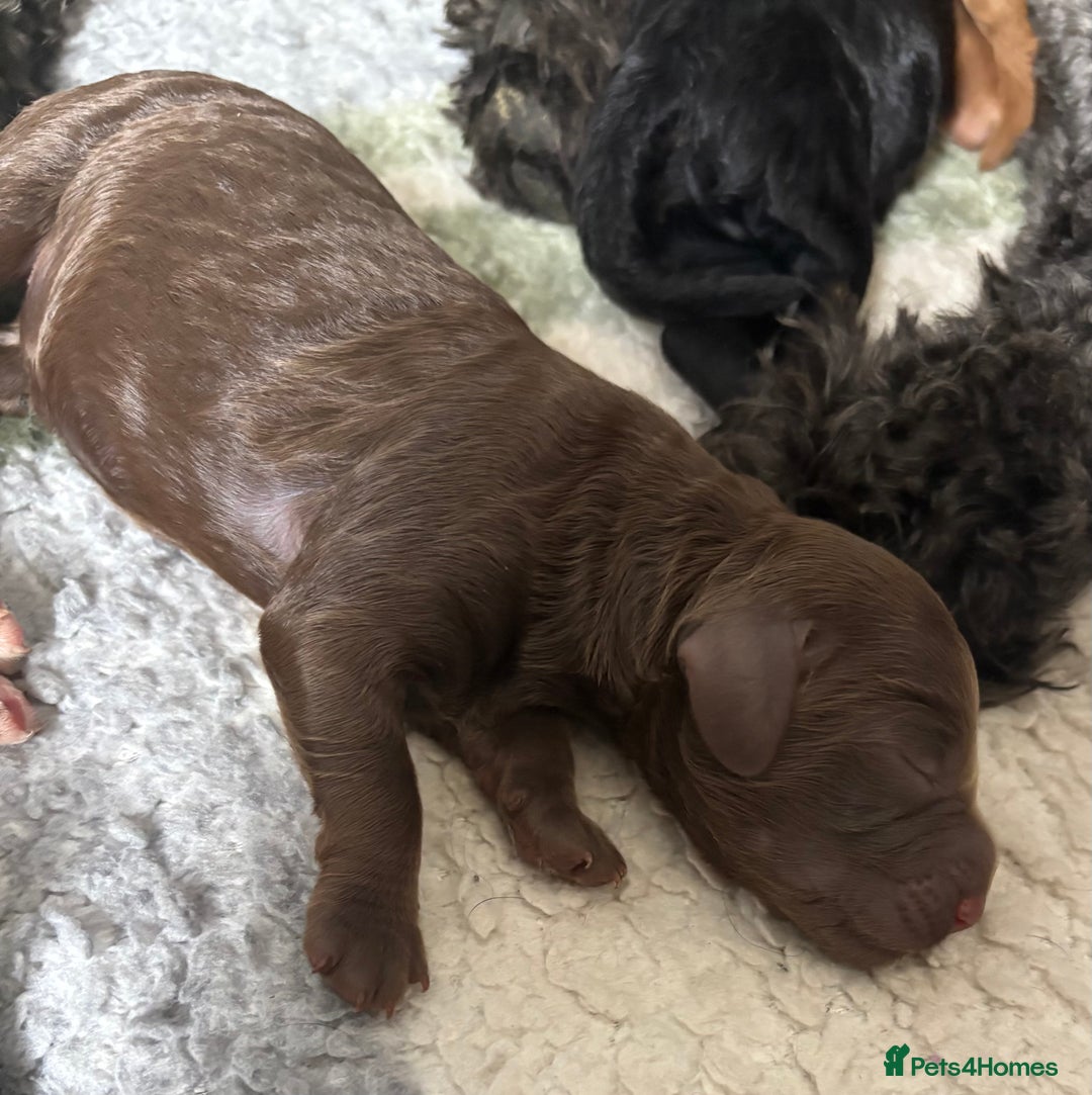 Cockapoo dogs for sale: 🐾Beautiful F2 Cockapoo puppies 🐾 - Image 10