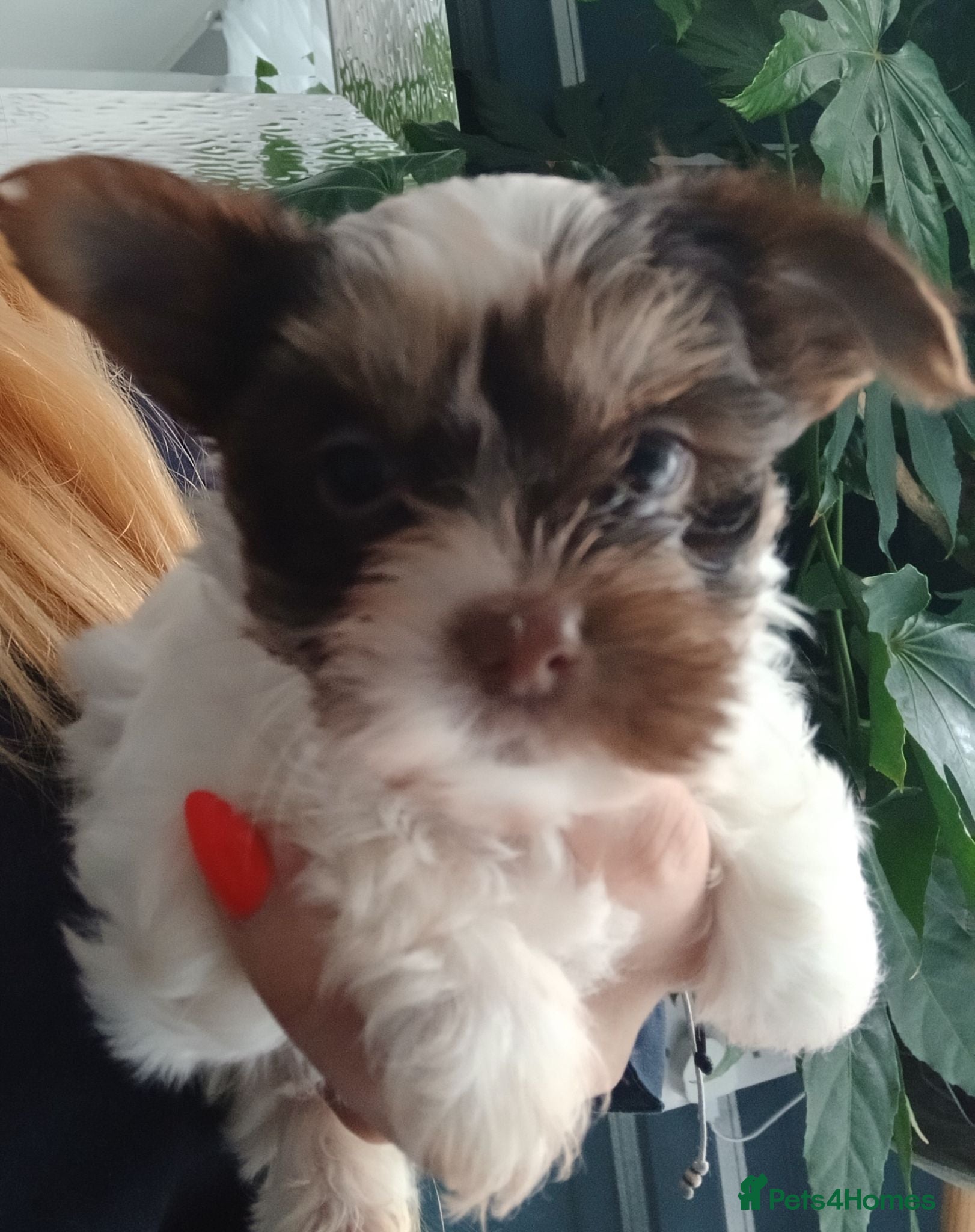 Biewer Terrier dogs Mini Purebred Biwer Yorkshire Terrier Puppies - Advert 1