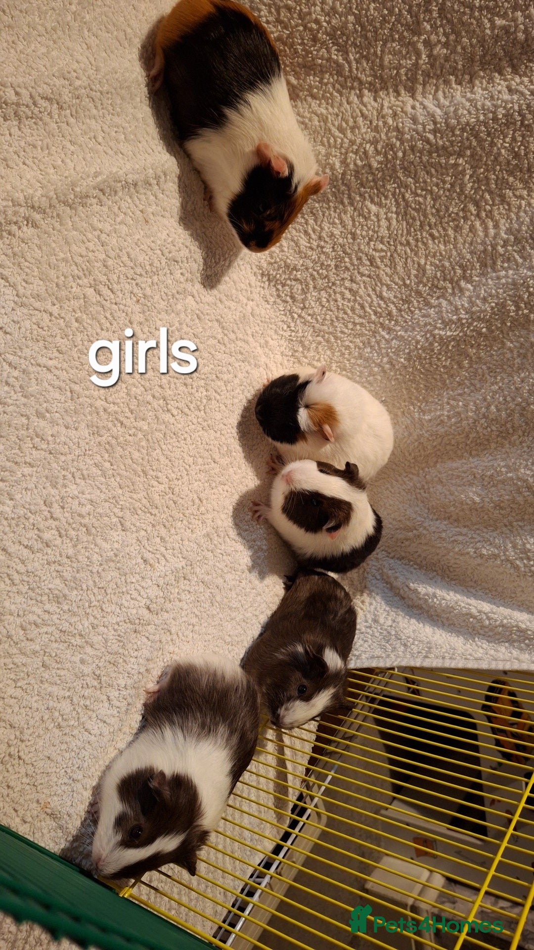 Guinea Pig rodents Gorgeous baby guinea pigs looking for new homes  - Advert 20