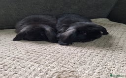 Mini Lion Lop rabbits for sale: mini lop does  babies for sale  - Image 6