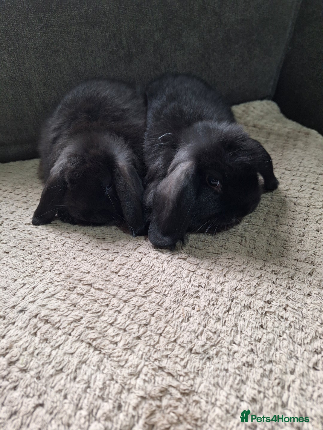 Mini Lion Lop rabbits for sale: mini lop does  babies for sale  - Image 6