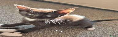 Kitten 5