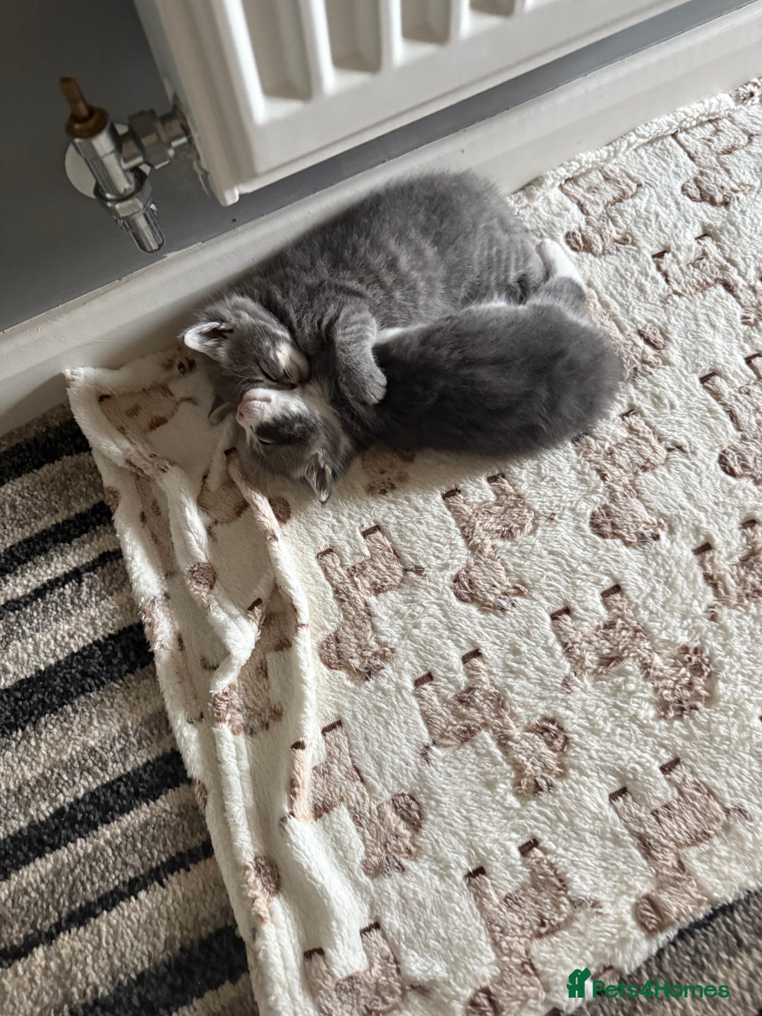 Mixed Breed cats for sale: Two lovely boys - Image 11