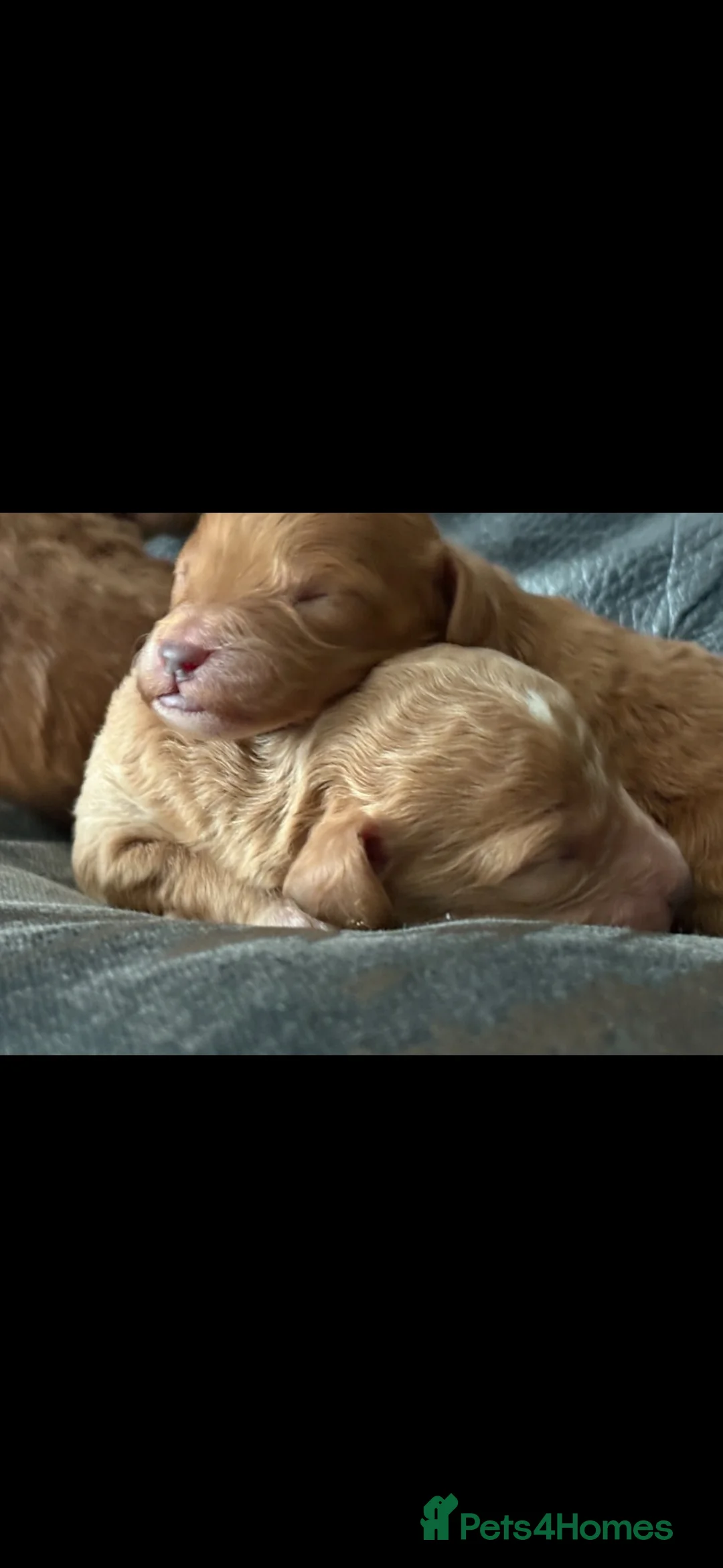 Cockapoo dogs for sale: Beautiful cockapoo pups - Advert 1