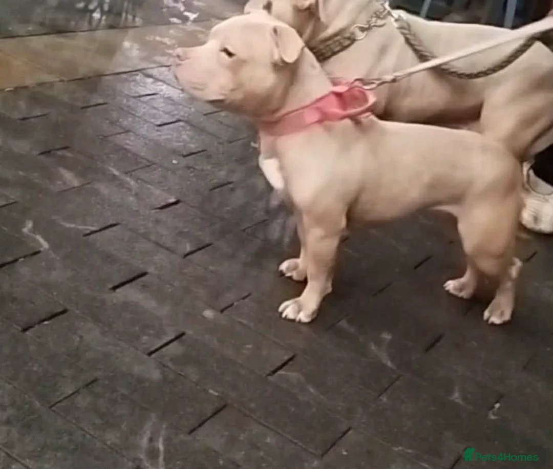 American Bully dogs for sale: Pocket Bully Female - KEKE in Bradford - Advert 2