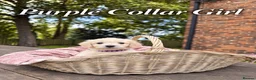 Goldendoodle dogs for sale: Miniature Golden Doodles - Merle, Red & Black  - Advert 35