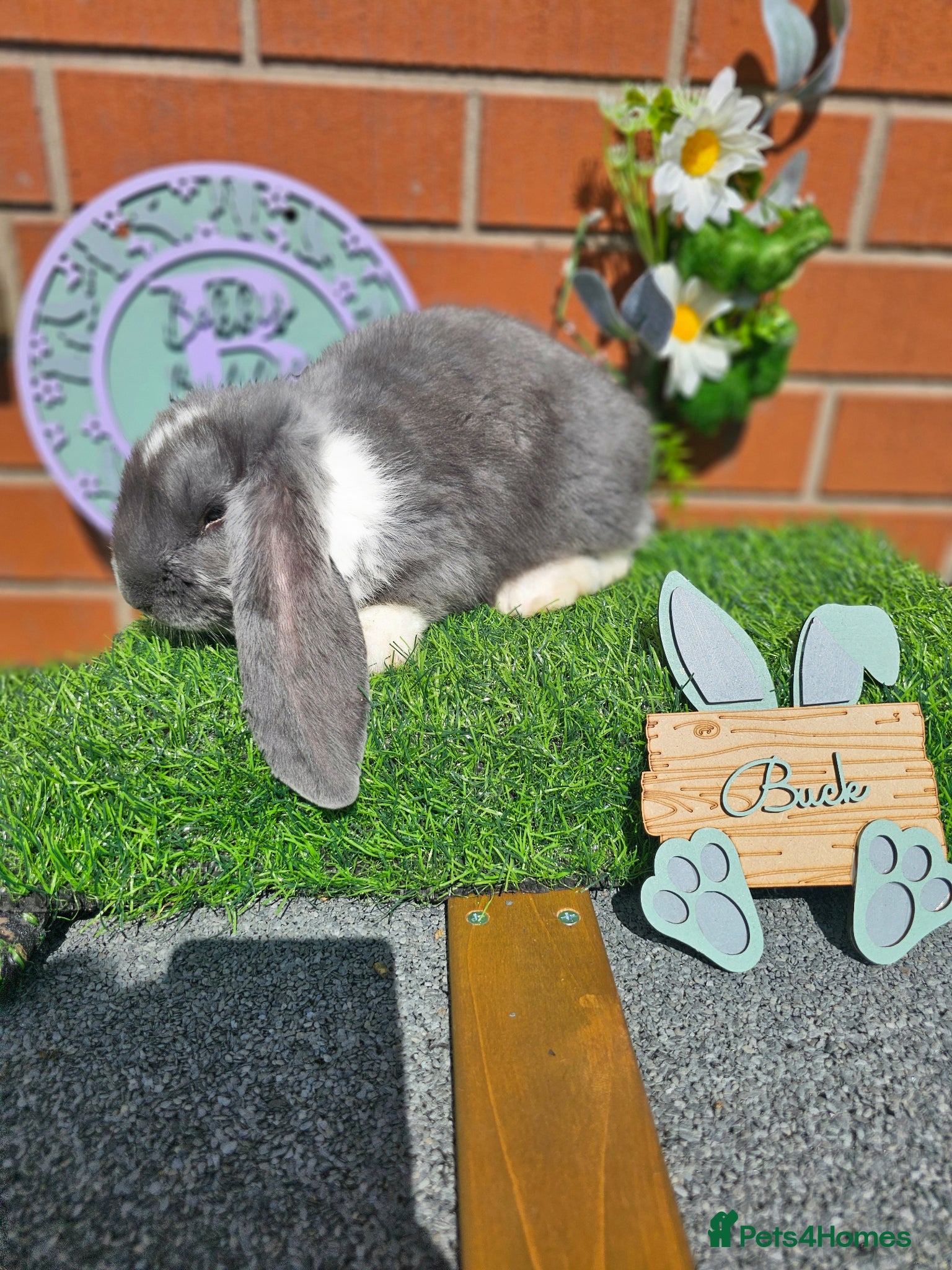 French Lop rabbits Giant French Lop babies with imported parents - Advert 1