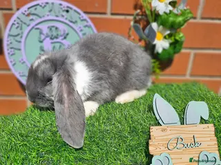 French Lop rabbits Giant French Lop babies with imported parents - Advert 1