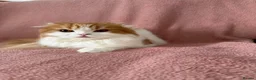 Ragdoll cats for sale: Beautiful Scottish Fold & Ragdoll Doll Mix Kittens - Advert 13