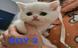 Persian cats for sale: Beautiful Persian X BSH Kittens  - Image 30