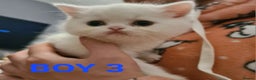 Persian cats for sale: Beautiful Persian X BSH Kittens  - Advert 30
