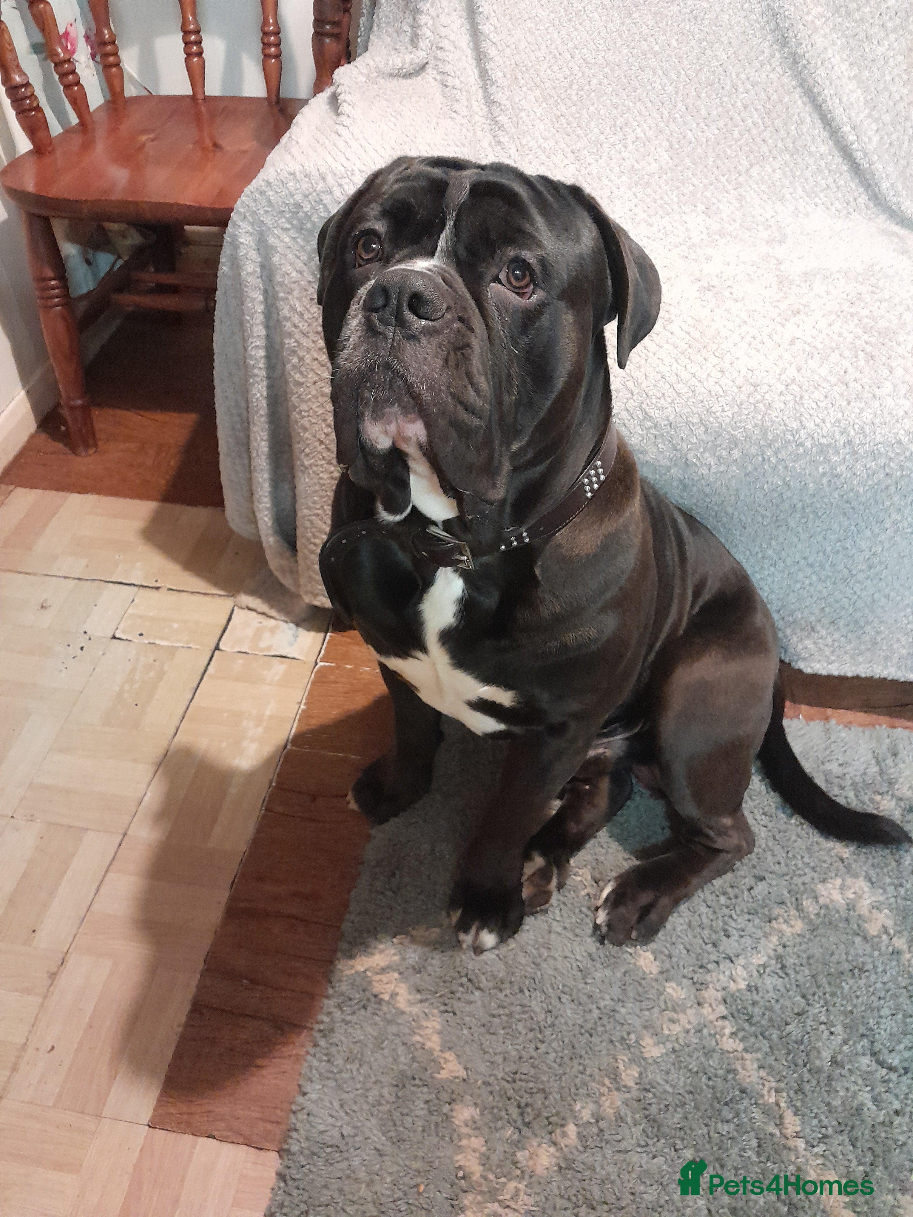 Mixed Breed dogs 16 months old cane corso x old thyme bulldog  - Advert 1