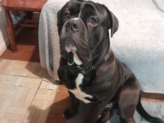 Mixed Breed dogs 16 months old cane corso x old thyme bulldog - Advert 2
