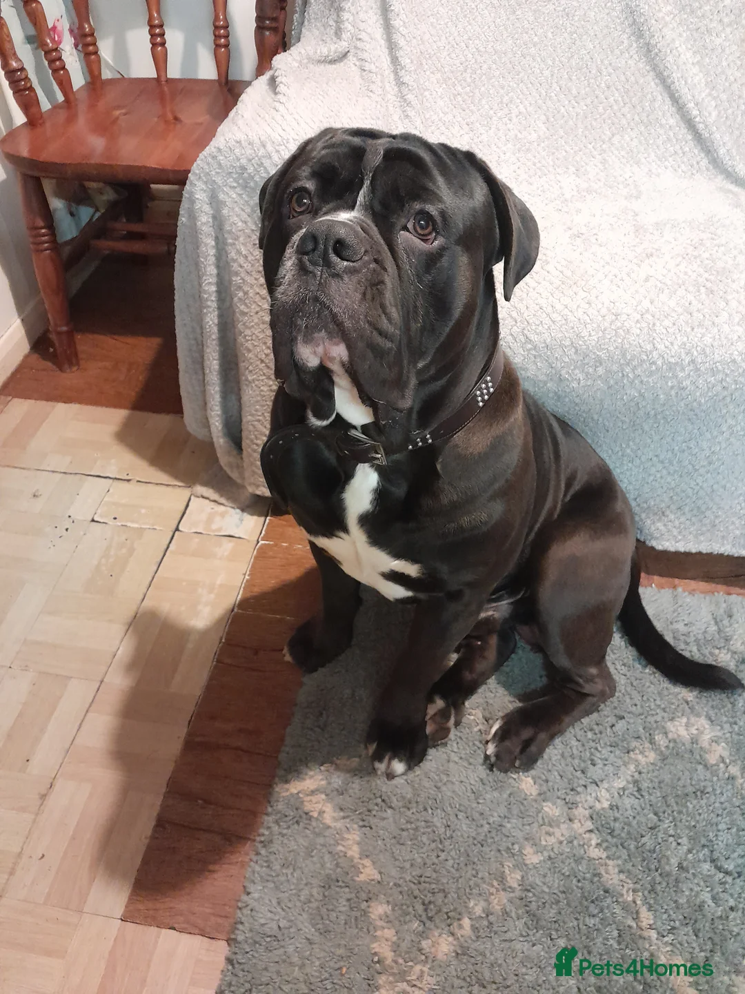 Mixed Breed dogs for sale: 16 months old cane corso x old thyme bulldog  - Advert 1