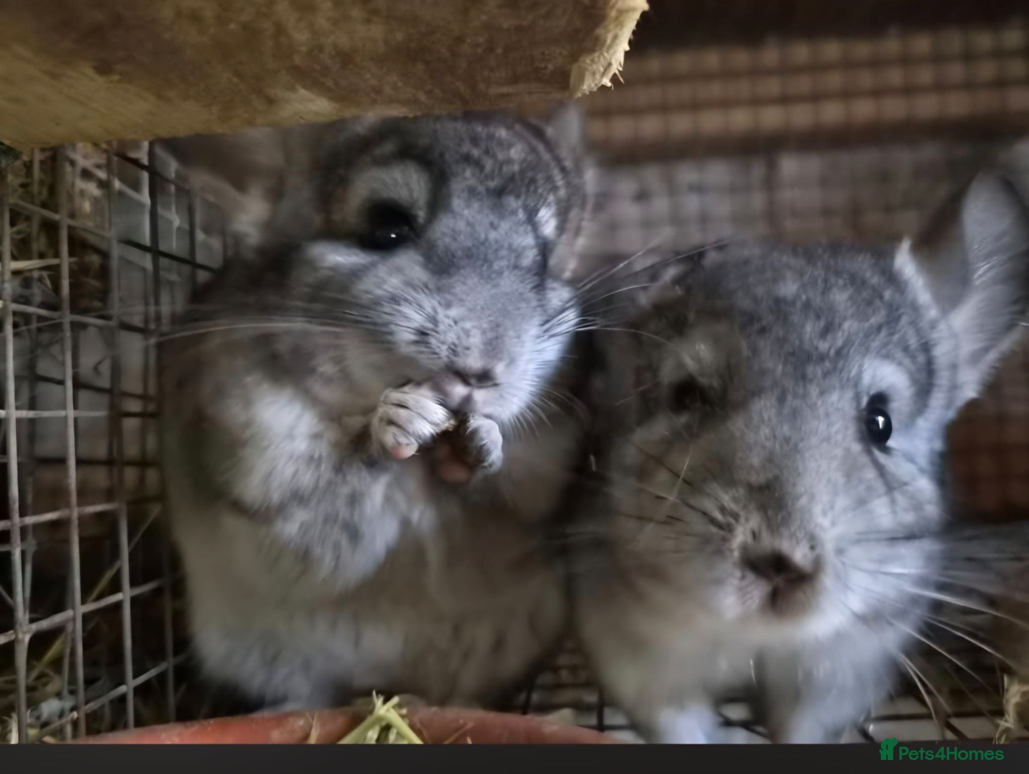 Chinchilla rodents Chinchillas  - Advert 1