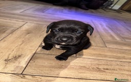 Mixed Breed dogs for sale: Boxador puppies for sale  - Image 1