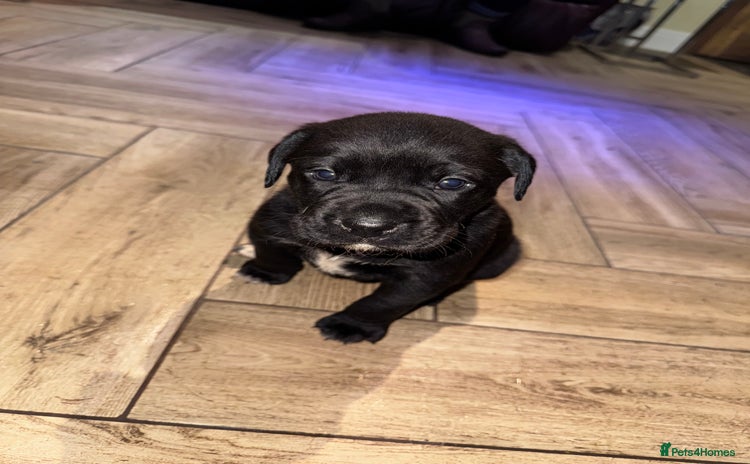 Mixed Breed dogs - Advert 4