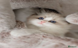 Ragdoll cats for sale: Amazing Ragdoll kittens - Image 35