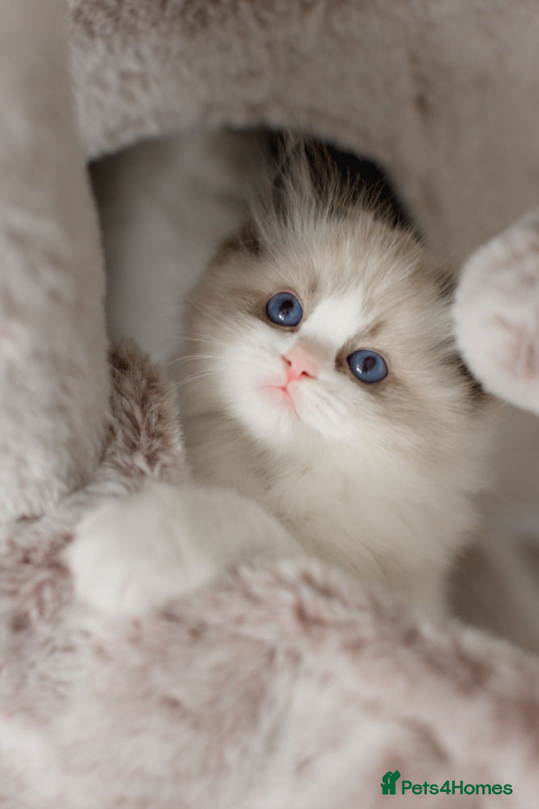 Ragdoll cats for sale: Amazing Ragdoll kittens - Image 35