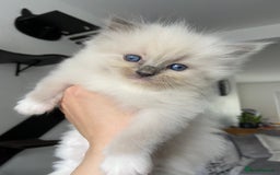 Ragdoll cats for sale: Baby Ragdolls  - Image 5
