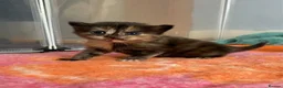 Maine Coon cats for sale: 3 female mainecoon mix kittens  - Advert 6