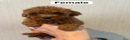 Shihpoo dogs for sale: beautiful shihpoo litter - Advert 14