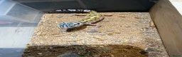Leopard Gecko reptiles for sale: Leopard geckos - Advert 7