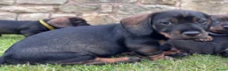 Dachshund dogs for sale: Wirehaired Dachshund standard KC registered £1350 - Advert 13