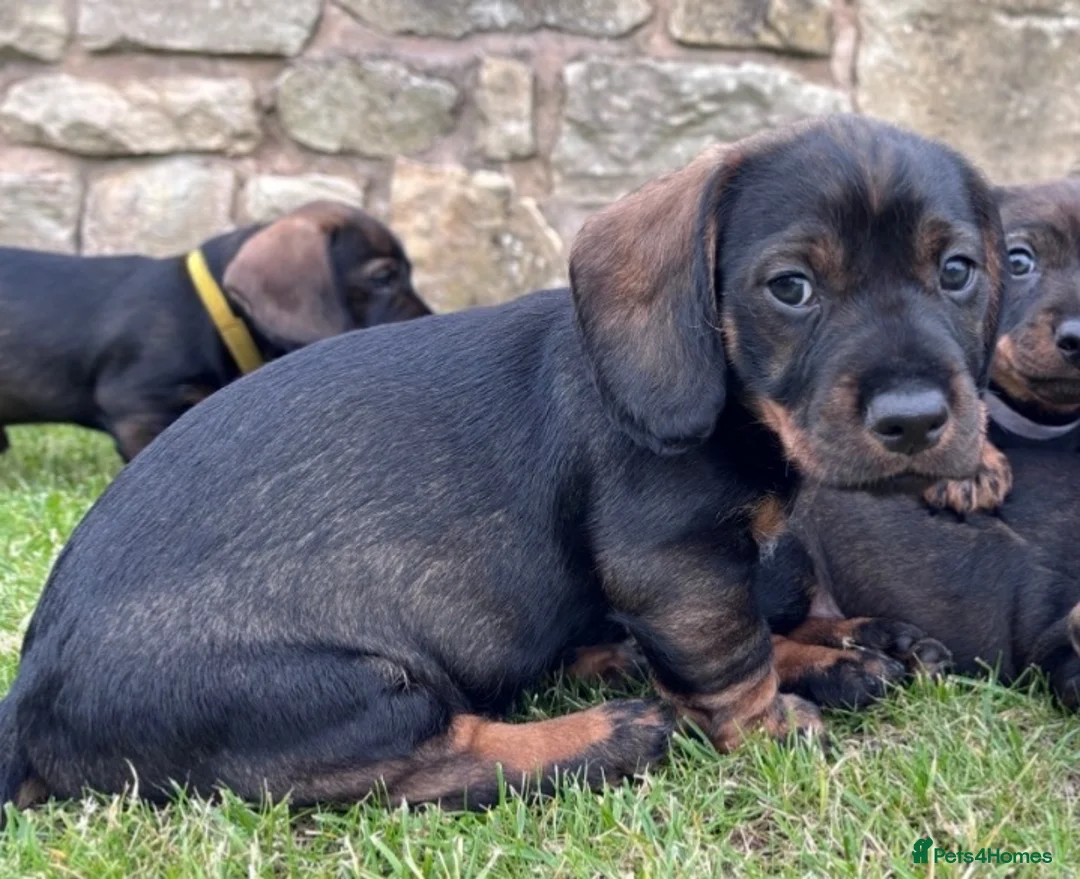 Dachshund dogs for sale: Wirehaired Dachshund standard KC registered £1350 - Advert 13